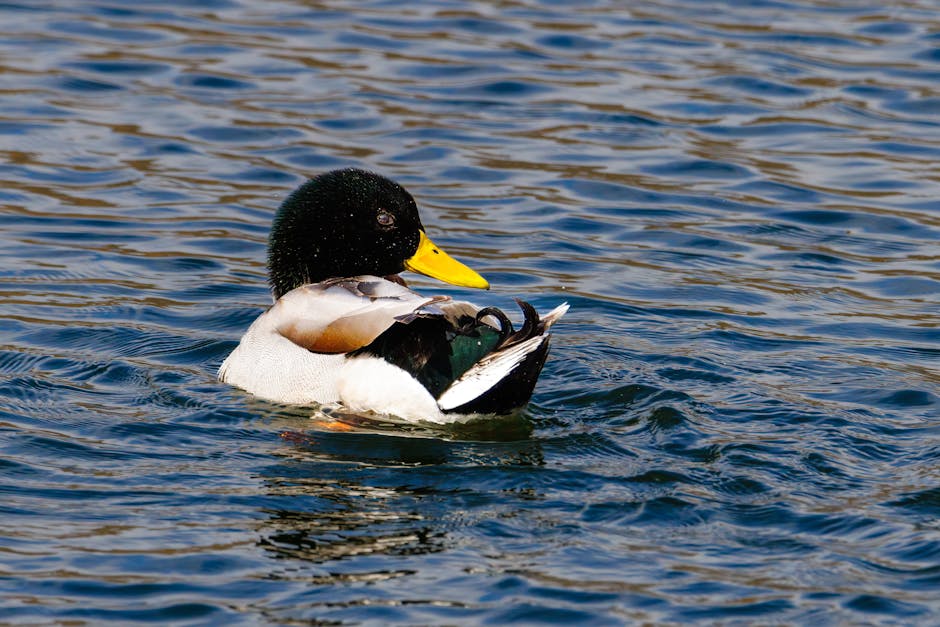 Maintaining Your Decoys for Years of Use