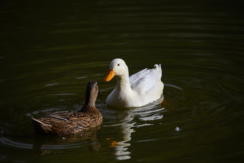 Choosing the Right Decoy Duck for Your Pond