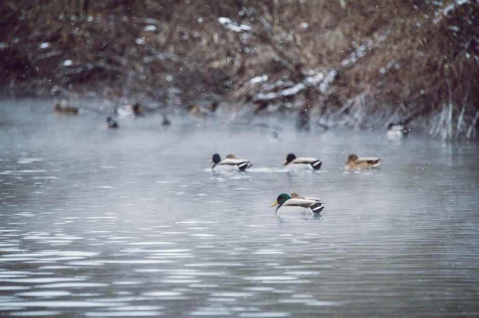 Setting Up Your Decoy Spread for Maximum Success